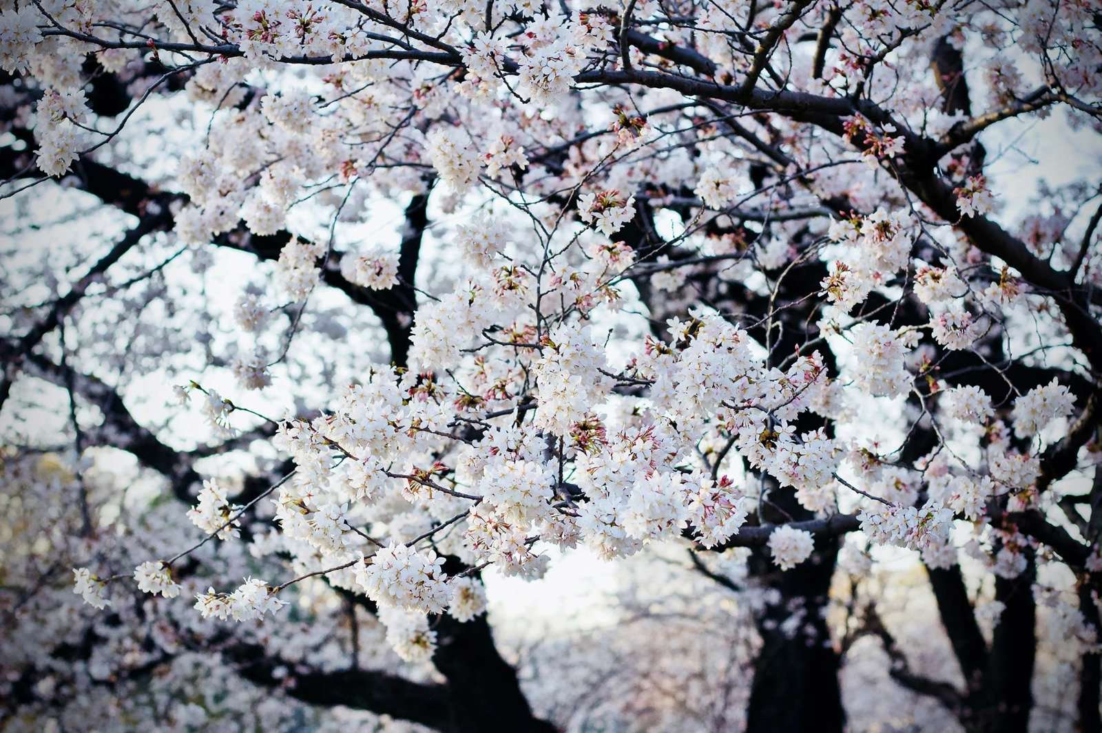 Hanami - suggestioni giapponesi